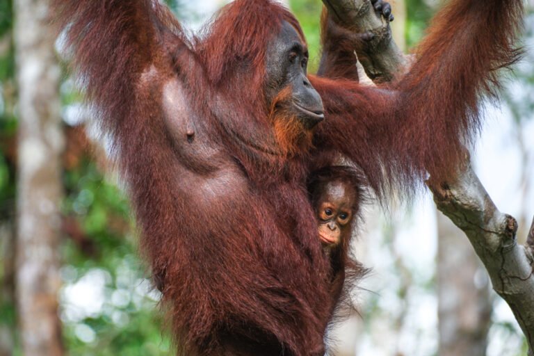 A Complete Guide to Visiting Tanjung Puting National Park in Kalimantan Orangutan Tanjung Puting National Park Kalimantan Borneo Wildlife Indonesia