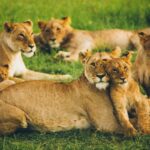 10 best safari destinations in africa: a personal journey through the wild