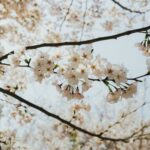 best time to visit south korea for spring cherry blossoms in Seoul