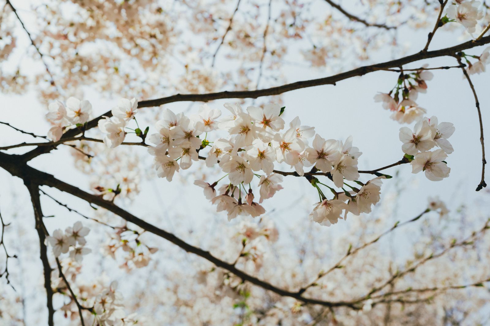 best time to visit south korea for spring cherry blossoms in Seoul
