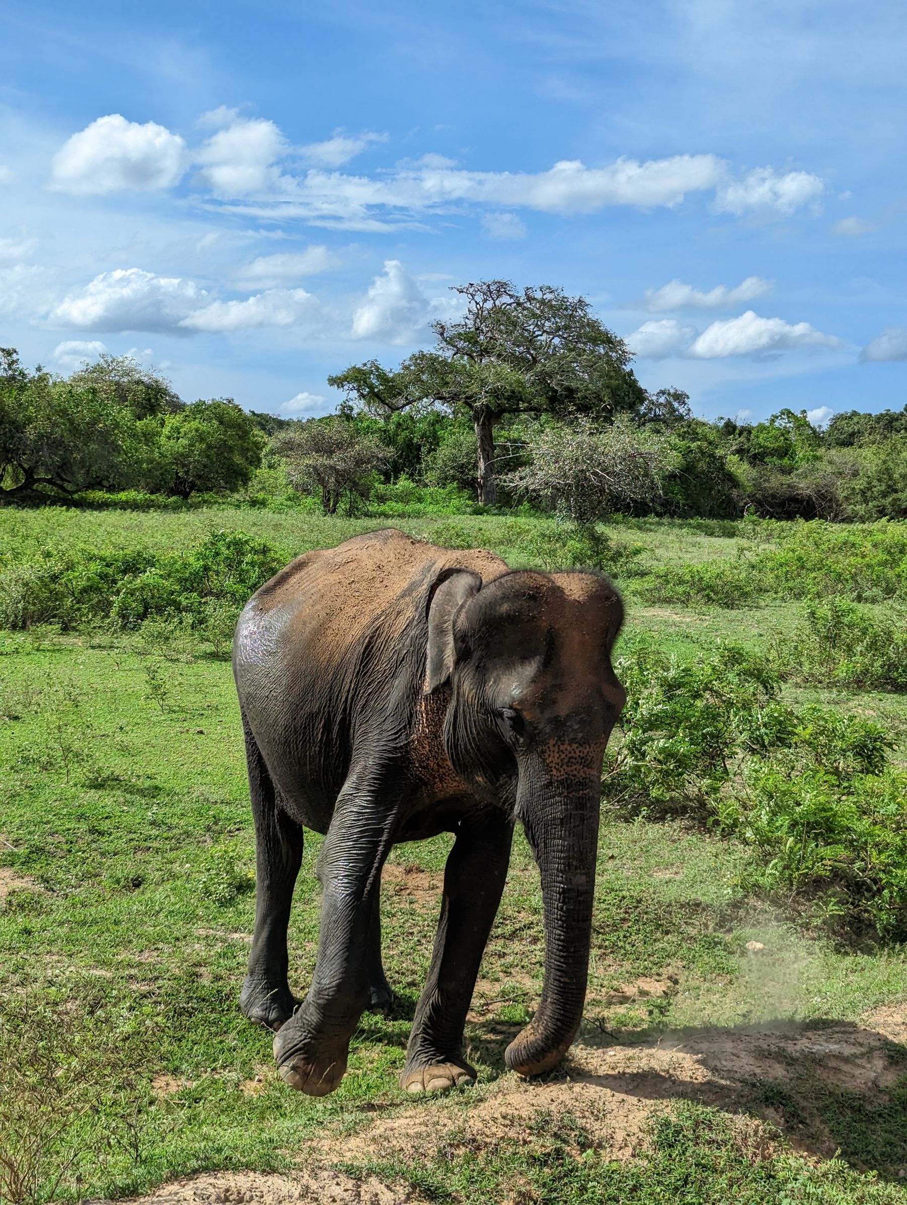 Sri Lankan elephant walking through Yala National Park grassland