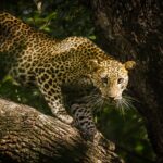 sri lankan leopard resting on a tree branch in natural habitat
